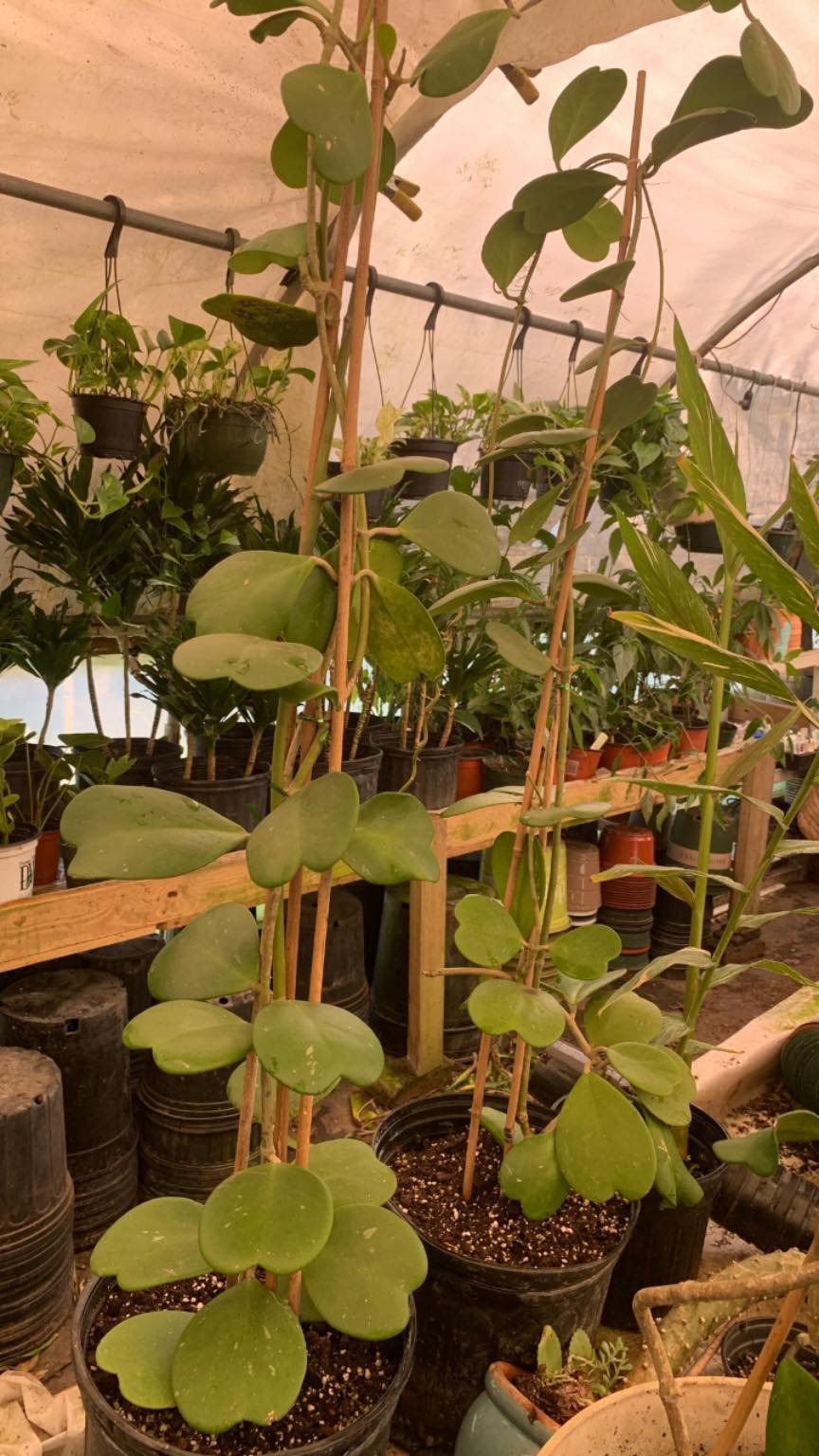Maxie tending plants